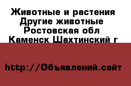 Животные и растения Другие животные. Ростовская обл.,Каменск-Шахтинский г.